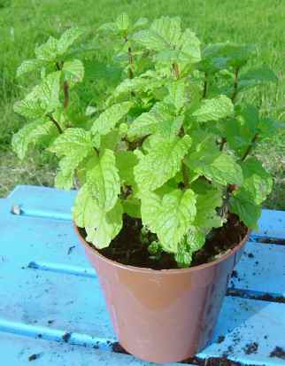 morroccan tea mint herbs garden plants medicinal herbal remidies